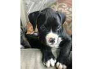 Boxer Puppy for sale in Conroe, TX, USA