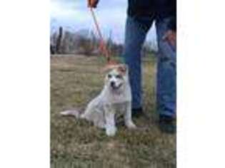 Siberian Husky Puppy for sale in Unionville, IA, USA