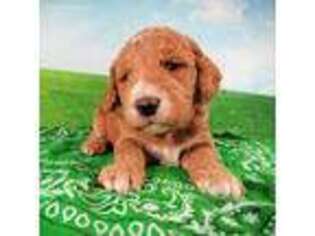 Labradoodle Puppy for sale in Roseburg, OR, USA