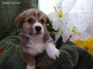 Pembroke Welsh Corgi Puppy for sale in Allen, TX, USA