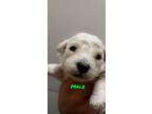 Bichon Frise Puppy for sale in Deltona, FL, USA
