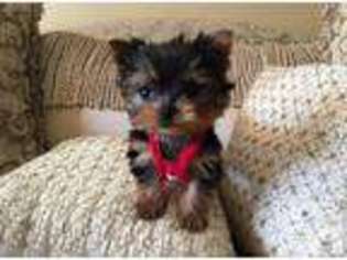 Yorkshire Terrier Puppy for sale in HAMBURG, PA, USA