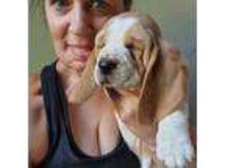 Basset Hound Puppy for sale in Granite Falls, NC, USA