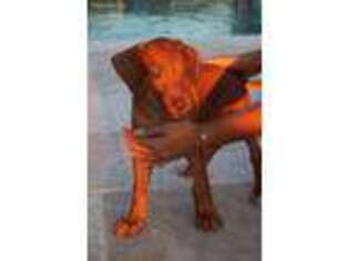 Rhodesian Ridgeback Puppy for sale in Miami, FL, USA