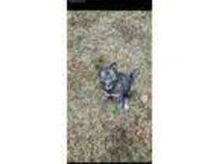 Siberian Husky Puppy for sale in Blairs, VA, USA
