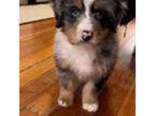 Mutt Puppy for sale in Boston, MA, USA