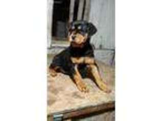 Rottweiler Puppy for sale in Angola, IN, USA