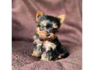 Yorkshire Terrier Puppy for sale in Angelica, NY, USA