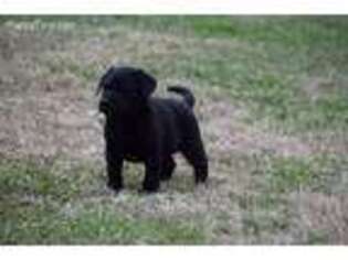 Labrador Retriever Puppy for sale in Williamston, NC, USA