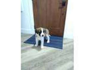 Saint Bernard Puppy for sale in Millersburg, OH, USA