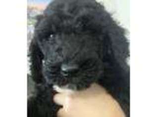 Labradoodle Puppy for sale in Wytheville, VA, USA