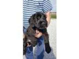 Mutt Puppy for sale in Seymour, IN, USA