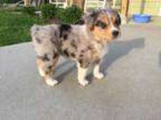 Mutt Puppy for sale in Naches, WA, USA
