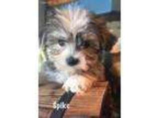 Yorkshire Terrier Puppy for sale in Wills Point, TX, USA