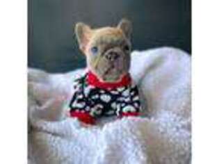 French Bulldog Puppy for sale in Porter, TX, USA