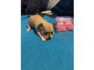 Chihuahua Puppy for sale in Pittsfield, IL, USA