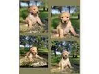 Goldendoodle Puppy for sale in Springfield, MA, USA