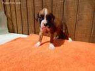 Boxer Puppy for sale in Idabel, OK, USA