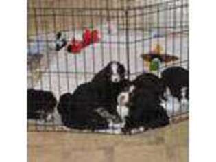 Bernese Mountain Dog Puppy for sale in Montgomery Center, VT, USA