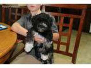 Schnoodle (Standard) Puppy for sale in Saxe, VA, USA