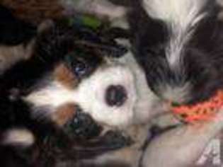 Cavalier King Charles Spaniel Puppy for sale in GRASS VALLEY, CA, USA