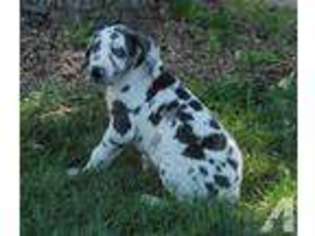 Great Dane Puppy for sale in LANSING, MI, USA