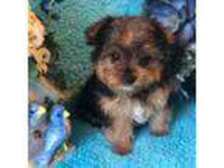 Yorkshire Terrier Puppy for sale in Twin Lakes, WI, USA