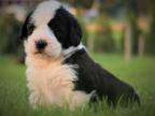 Saint Berdoodle Puppy for sale in Lebanon, PA, USA