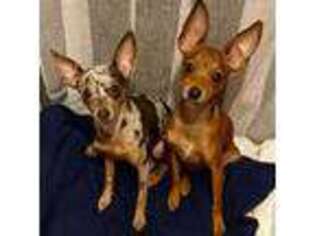 Rat Terrier Puppy for sale in Long Branch, NJ, USA