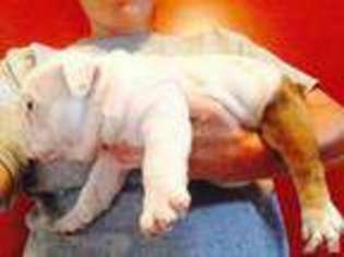 Mutt Puppy for sale in MENOKEN, ND, USA