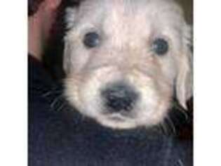 Mutt Puppy for sale in Coventry, RI, USA