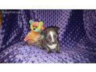 Mutt Puppy for sale in Bonanza, OR, USA