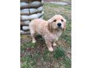 Golden Retriever Puppy for sale in Whitesburg, KY, USA