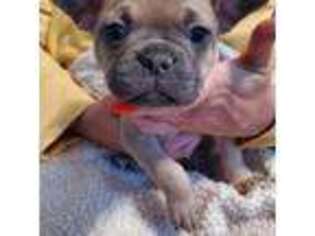 French Bulldog Puppy for sale in Cambridge, ID, USA