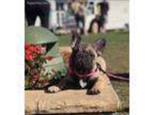 French Bulldog Puppy for sale in Jackson, MS, USA