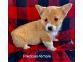 Pembroke Welsh Corgi Puppy for sale in Posen, MI, USA