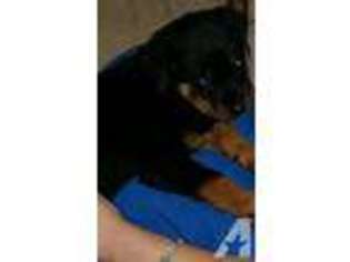 Rottweiler Puppy for sale in KINSTON, NC, USA