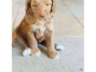 Goldendoodle Puppy for sale in Beech Island, SC, USA