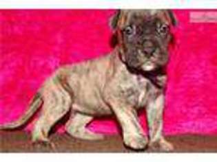 Bullmastiff Puppy for sale in Joplin, MO, USA