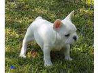 French Bulldog Puppy for sale in Diboll, TX, USA
