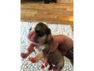 Pug Puppy for sale in Quedgeley, Gloucestershire (England), United Kingdom