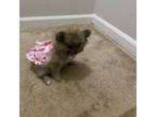 Pomeranian Puppy for sale in Lawrenceville, GA, USA