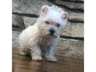 West Highland White Terrier Puppy for sale in Osborne, KS, USA