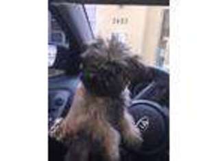 Brussels Griffon Puppy for sale in Miami, FL, USA