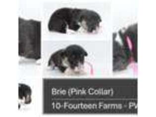 Pembroke Welsh Corgi Puppy for sale in Burtrum, MN, USA