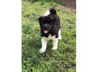 Akita Puppy for sale in Gibsonia, PA, USA