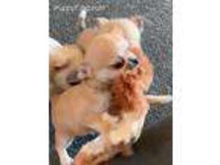 Chihuahua Puppy for sale in Marana, AZ, USA