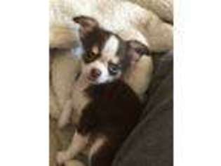 Chihuahua Puppy for sale in Concord, NH, USA