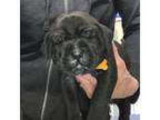 Cane Corso Puppy for sale in Erda, UT, USA