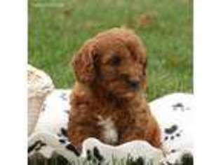 Labradoodle Puppy for sale in Peach Bottom, PA, USA
